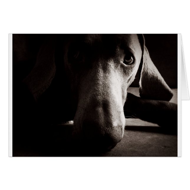 Cartão Retrato Weimaraner (Frente Horizontal)