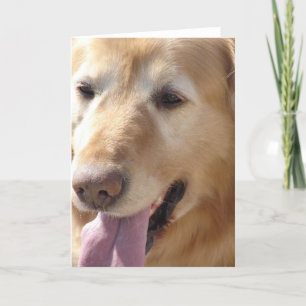 Cartão Retriever de ouro