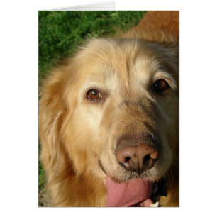 Cartão Retriever de ouro