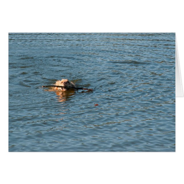 Cartão Retriever de ouro (Frente Horizontal)