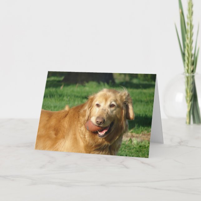 Cartão Retriever de ouro (Frente)