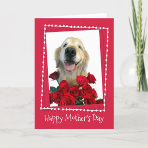 Cartão Retriever de ouro com o Rosa vermelha Dia de as mã