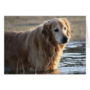 Cartão Retriever de ouro (Rowdy) em pé de água