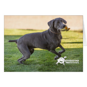 Cartão Retroceda acima suas patas