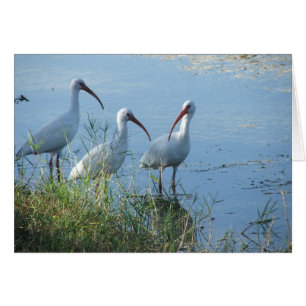 Cartão Reunião Ibis