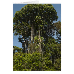 Cartão Rewa borda do rio Rainforest Guiana