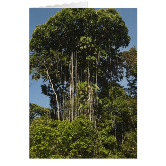 Cartão Rewa River edge RainForest Guiana (Frente)