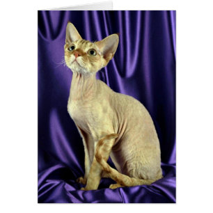 Cartão Rex, Devon, gato malhado vermelho