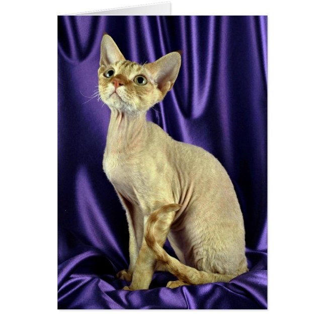 Cartão Rex, Devon, mesa vermelha (Frente)