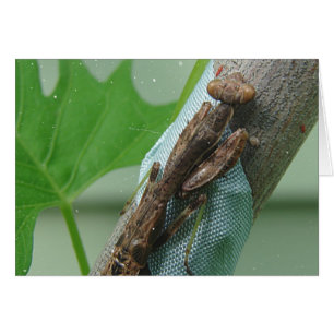 Cartão Rezando Inseto Mantis