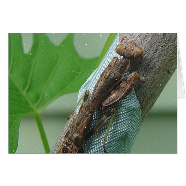 Cartão Rezando Inseto Mantis (Frente Horizontal)
