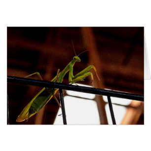 Cartão Rezando Manits