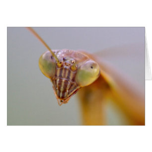 Cartão Rezando Mantids