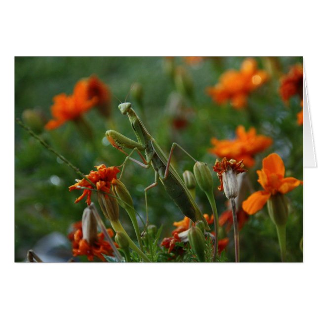 Cartão Rezando Mantis (Frente horizontal)