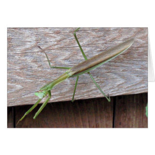 Cartão Rezando Mantis