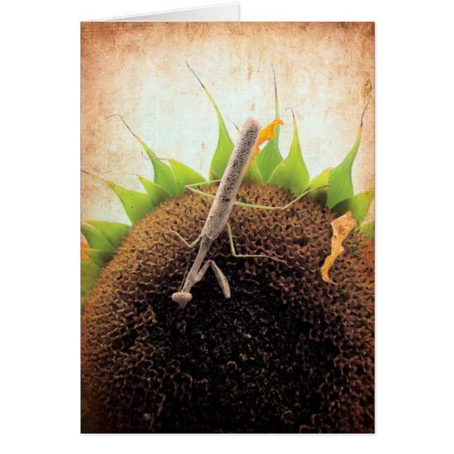 Cartão Rezando Por Sol (Frente)