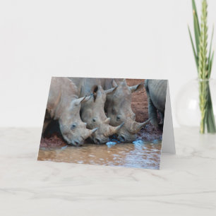 Cartão Rhinos drinking water Card
