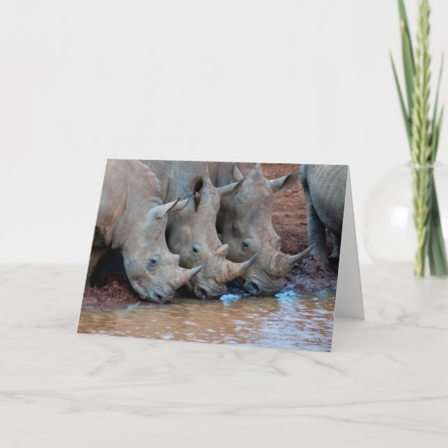 Cartão Rhinos drinking water Card (Frente)