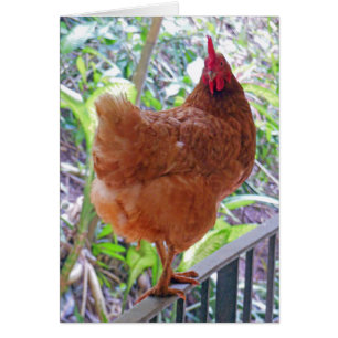 Cartão Rhode Island Red Hen