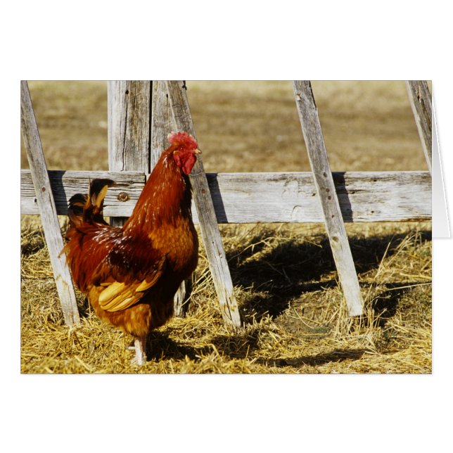 Cartão Rhode Island Red Rooster (Frente Horizontal)