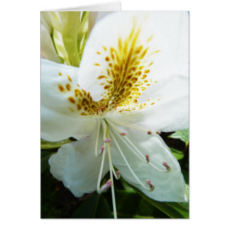 Cartão Rhodedendron