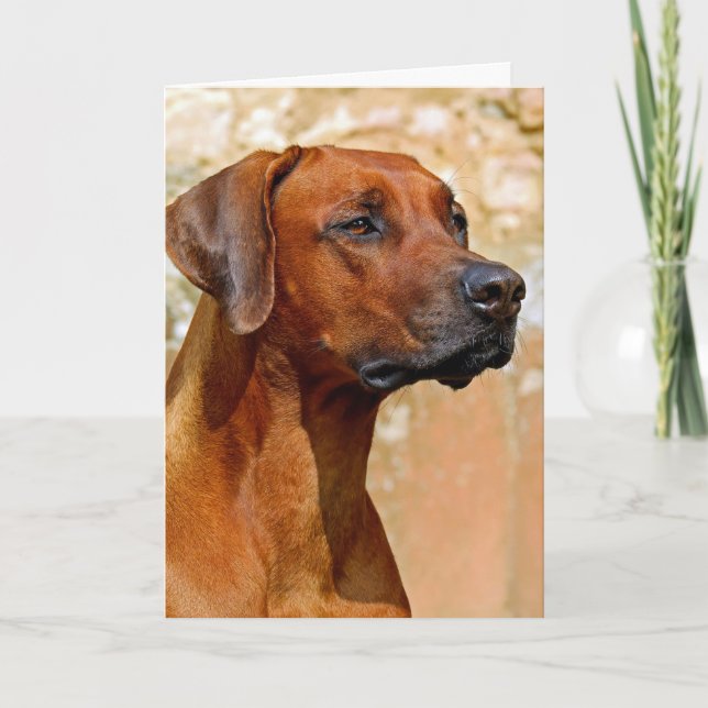 Cartão Rhodesian ridgeback (Frente)