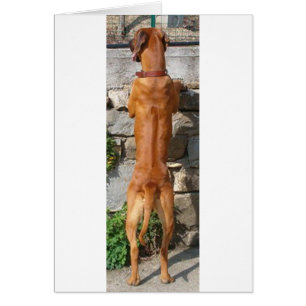Cartão rhodesian ridgeback em pé
