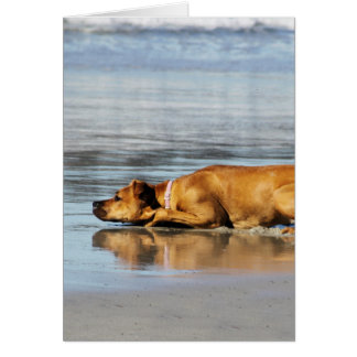 Cartão Rhodesian Ridgeback - está a água fria?