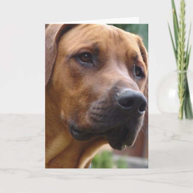 Cartão Rhodesian Ridgeback Greeting Card (Frente)