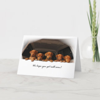 Cartão Rhodesian Ridgeback greeting card - Get well soon