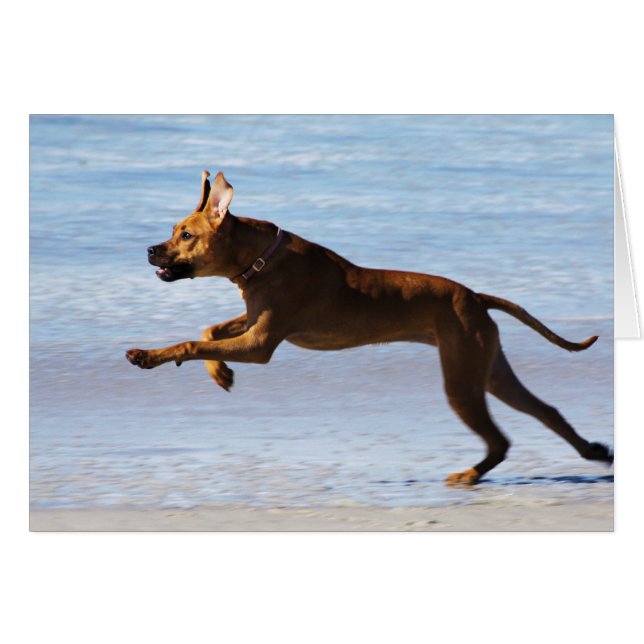 Cartão Rhodesian Ridgeback - pulo (Frente Horizontal)