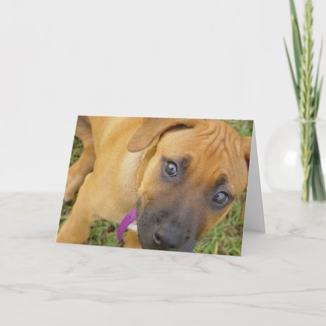 Cartão Rhodesian Ridgeback Puppies Greeting Card (Frente)