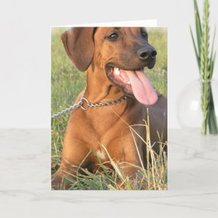 Cartão Rhodesian Ridgeback Rescue Greeting Card