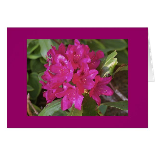 Cartão Rhododendron, fuscia (Frente horizontal)