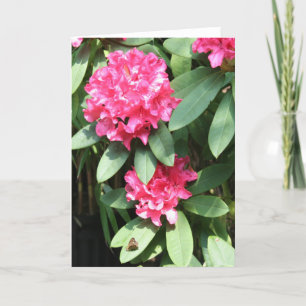 Cartão Rhododendron rosa com uma pequena saudação de bo