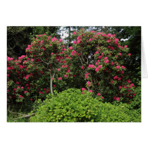 Cartão Rhododendrons