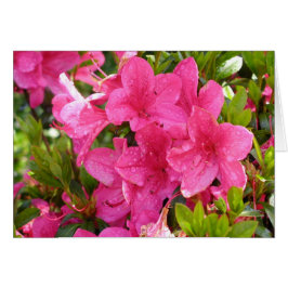 Cartão Rhododendrons Rosa