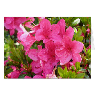 Cartão Rhododendrons Rosa