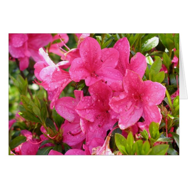 Cartão Rhododendrons Rosa (Frente Horizontal)