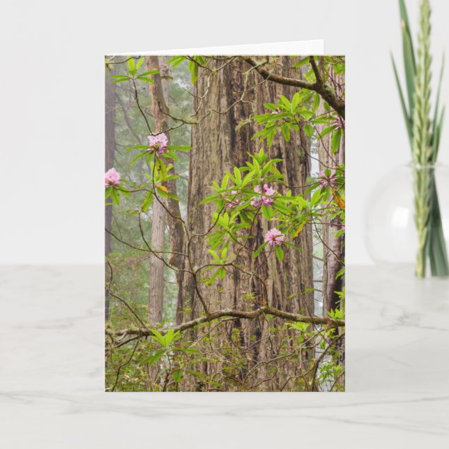 Cartão Rhododendrons sangrando | Parque Estadual das Sequ (Frente)