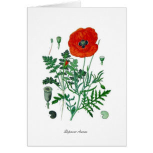 Cartão Rhoeas do Papaver