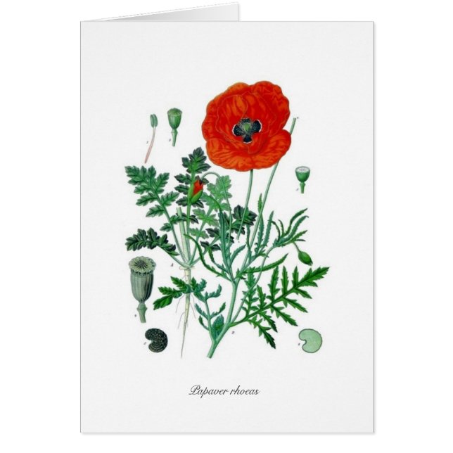 Cartão Rhoeas do Papaver (Frente)