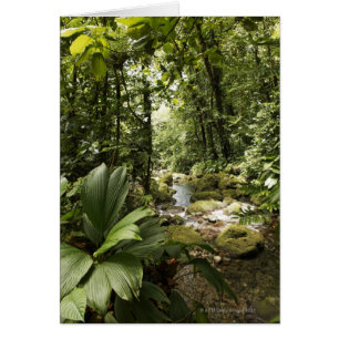 Cartão riacho na floresta tropical, Dominica