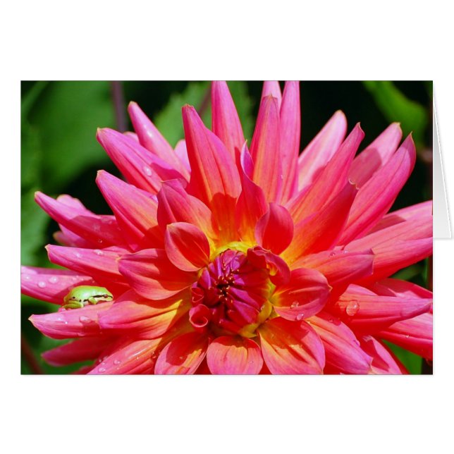 Cartão Ribbit (Frente Horizontal)