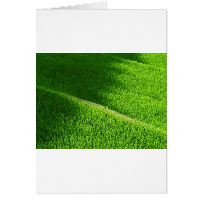 Cartão Rice Terraces Yamada's Rice Fields Japão (Frente)