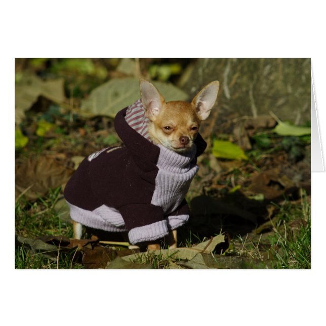 Cartão Rico Chihuahua (Frente Horizontal)