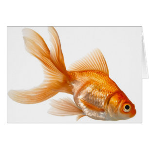 Cartão Rico Goldfish