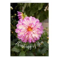 Rico Roxo e Branco Dahlia Pensando em sua placa