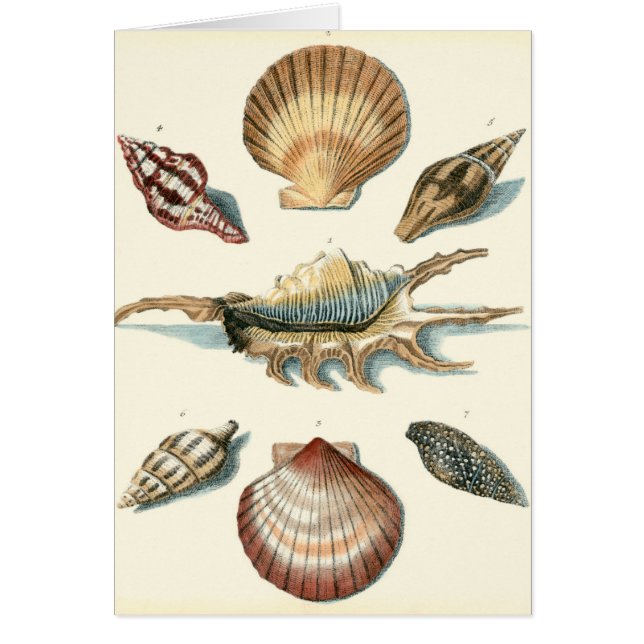 Cartão Rico Shell Beach (Frente)