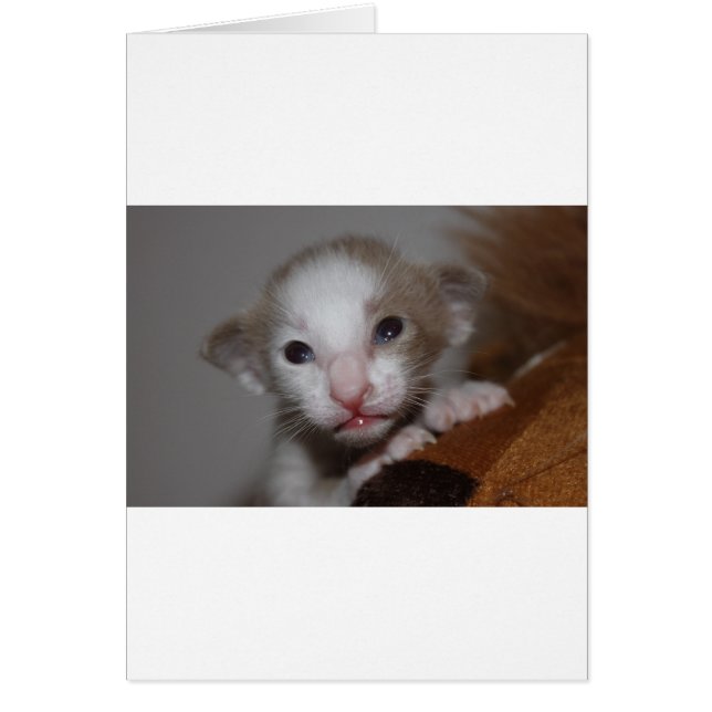 Cartão Ridiculously cute baby kitten (Frente)
